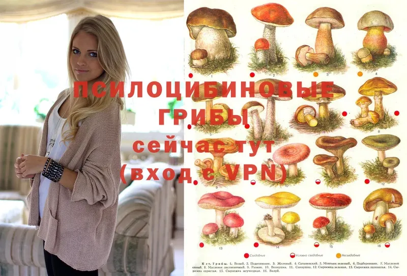 Псилоцибиновые грибы Psilocybe  Аша 